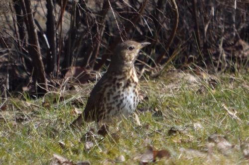 a bird standing in the grass in a field at Willa Na Pstrążnicy in Kudowa-Zdrój