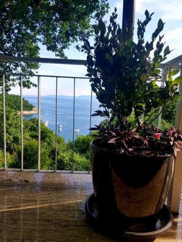 a potted plant sitting in front of a window at Boarding House Lucija in Kostrena
