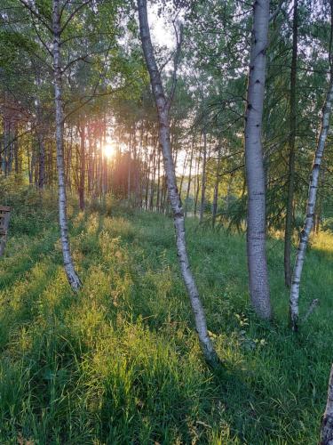 a group of birch trees in a field with the sunset at Willa Na Pstrążnicy in Kudowa-Zdrój
