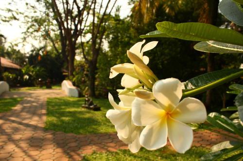 a white flower on a tree in a garden at Secret Garden Chiangmai in San Kamphaeng