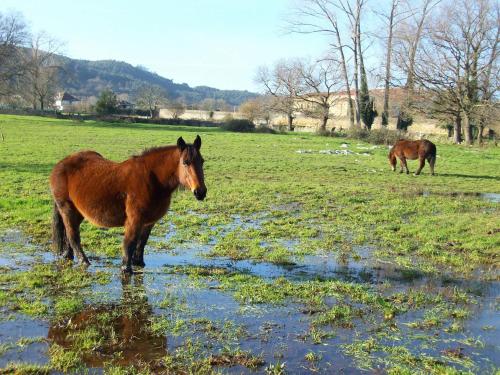 two horses are standing in a grassy field at Hotel Rural en Escalante Las Solanas in Escalante