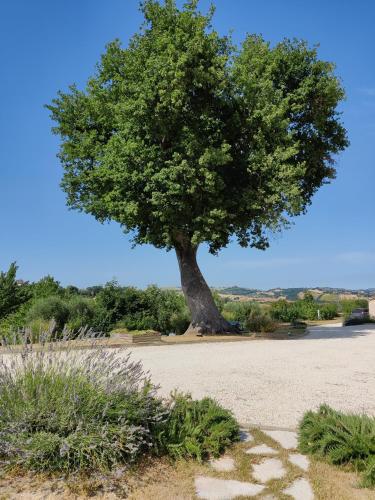 a large tree in the middle of a field at Villa Shmitanka in Servigliano
