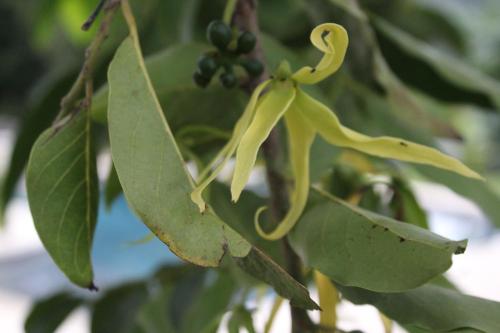a yellow flower on a tree with green leaves at ESCAPADE BELLEPIERRE (L') in Saint-Denis
