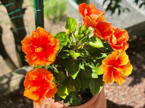 a bunch of orange flowers in a pot at Foglie d'Argento in Moneglia