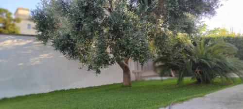Ein Baum im Gras neben einer Straße in der Unterkunft LA BELLA DIMORA in Otranto