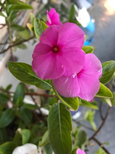 a pink flower on a plant with green leaves at B&B Flora in Piazza Armerina