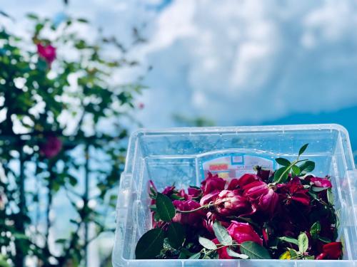 a plastic container filled with pink flowers on a table at Cat Cat Galerie d’Art in Sa Pa