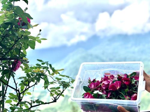 a person holding a plastic container of flowers at Cat Cat Galerie d’Art in Sa Pa