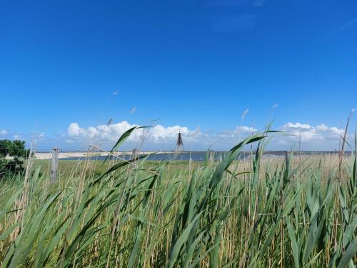 a field of tall grass with a bridge in the background at Ferienwohnungen Auf der Düne in Cuxhaven
