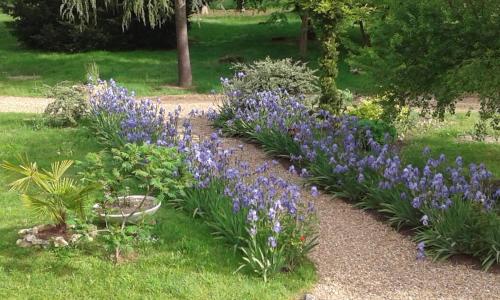 a bunch of purple flowers in a garden at Hostellerie le Clos du Cher in Noyers-sur-Cher