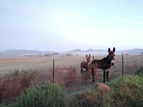 two horses standing in a field behind a fence at Rusthof Accommodation in Gansbaai