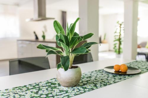 a plant in a vase on a counter in a kitchen at Pr' Petrču in Tolmin