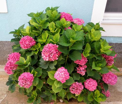 a bunch of pink flowers in front of a house at ILOVIK FLOWER in Ilovik