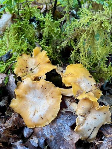 a group of yellow mushrooms on the ground at La Belle Petite Ferme Rosiers de Julliac 19350 in Les Bos