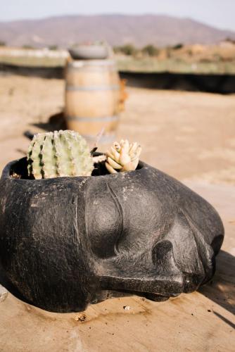 a statue of a pig with a cactus in it at Lago Valle Wine Glamping in Valle de Guadalupe