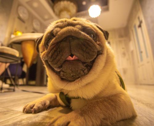 a pug dog laying on the floor with its mouth open at Hotel "Mandarin Clubhouse" in Kharkiv