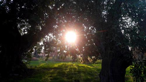 a sun shining through a tree in a field at Posta Santa Croce in Bisceglie