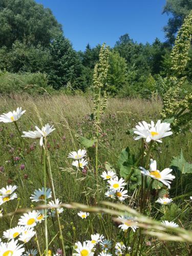 a field of white flowers in the grass at Domek na Podlasiu in Mielnik