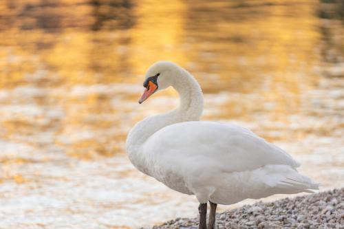 a white swan standing on rocks near the water at Hotel Val Di Sogno - Adults Only in Malcesine