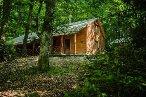 a wooden cabin in the woods with a tree at База відпочинку ШИПОВЕЦЬ in Poroškov