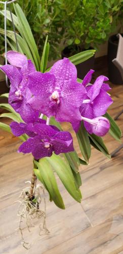 Zahrada ubytování Pousada das Orquídeas