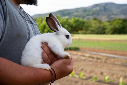 Άλλα ζώα σε αυτό το διαμέρισμα ή στη γύρω περιοχή