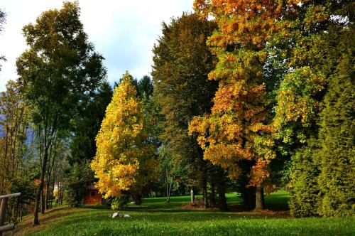 a group of trees in a park in the fall at Fondazione Lucia De Conz in San Gregorio nelle Alpi,