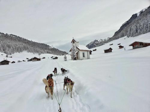 a group of dogs walking in the snow at Apart Sunnseita in Prutz