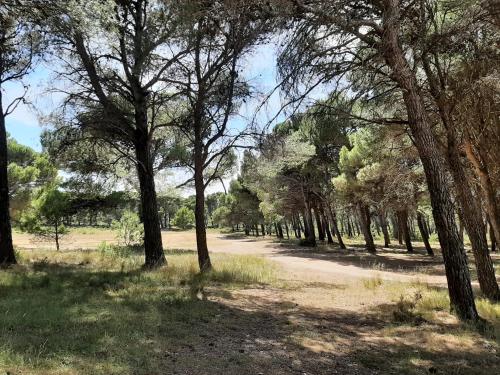 a dirt road through a forest of trees at Casa rural "Garnacha de Borja" guest home in Borja