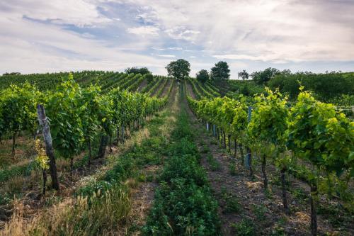 a vineyard with rows of green vines at Tschardakenhof Appartements in Lutzmannsburg