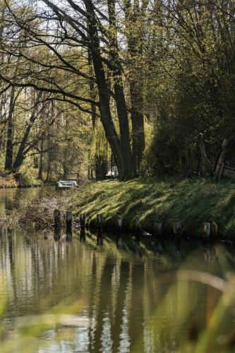 a group of birds standing in a river at Waldhotel Eiche in Burg