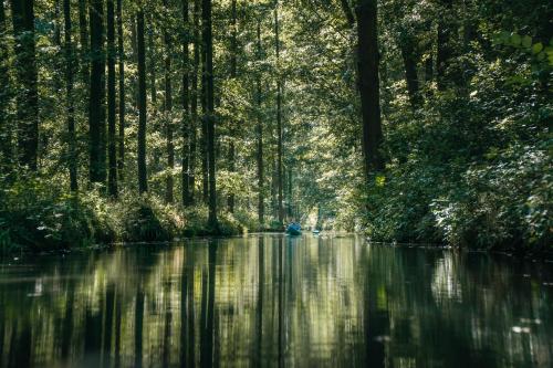 a person kayaking down a river in a forest at Waldhotel Eiche in Burg