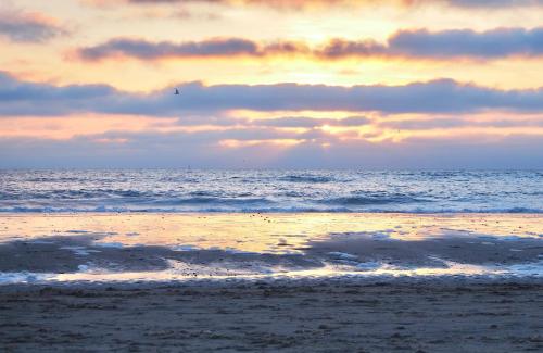 a beach with a bird flying over the ocean at Zilt7 in Callantsoog