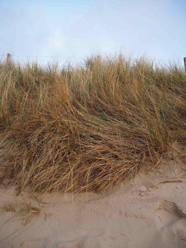 a pile of grass on the side of a beach at Zilt7 in Callantsoog