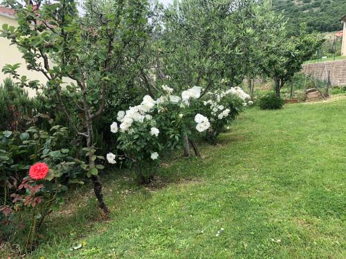 a row of apple trees with white flowers in a yard at Monolocale La Mimosa in Elmo