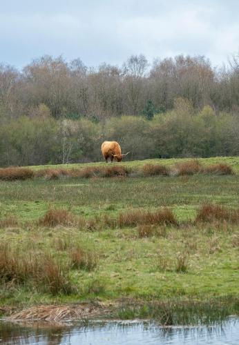 a large elephant grazing in a field next to a body of water at Studio in rietgedekte boerderij, geheel privé, hond vriendelijk in Westerbork
