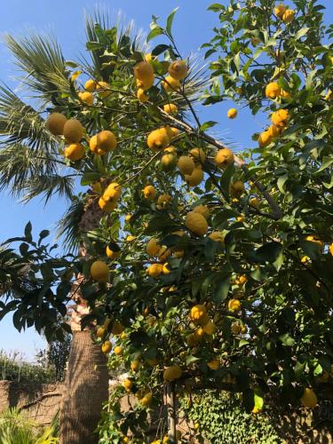a bunch of oranges hanging from a tree at Residence Villa Cristina in Ischia