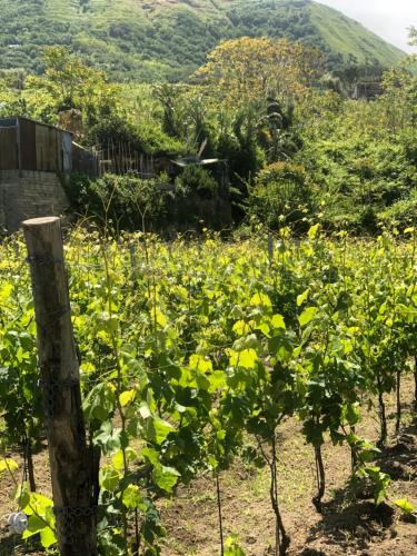 a field of green plants with a hill in the background at Residence Villa Cristina in Ischia