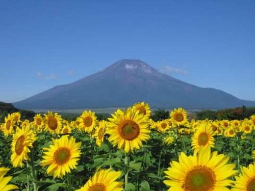 a field of sunflowers with a mountain in the background at Fuji Matsuzono Hotel in Yamanakako