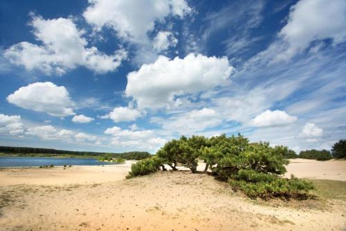 a group of trees on a sandy beach at Vakantiehuis Sahara119 in Lommel
