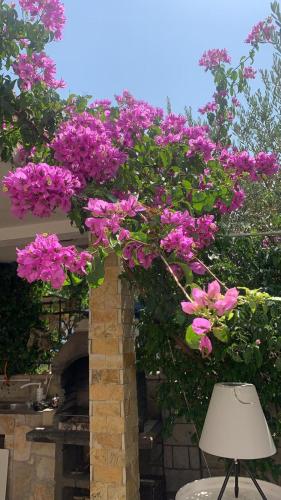 Gallery image of Apartments Beba Zalad in Sutomore