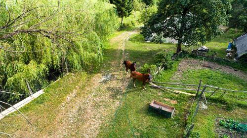 two horses standing in the grass in a field at Apartment Organic Farm Hvadnik in Tržič