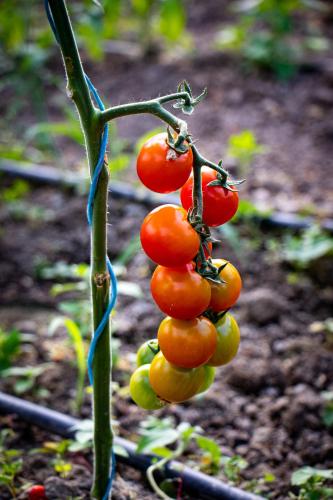 a bunch of tomatoes hanging from a plant at Apartment Organic Farm Hvadnik in Tržič