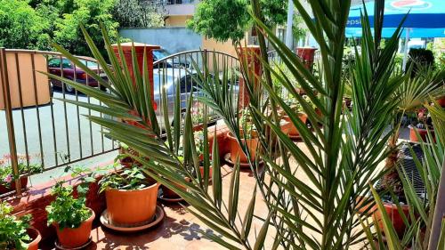 a bunch of potted plants sitting on a balcony at Adri Guest House in Nesebar