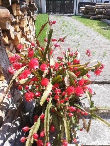 a bunch of red flowers in a pot on a sidewalk at Penzión Baltazár in Liptovská Lúžna