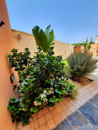 a large green plant on the side of a building at Vignali Residence in Diso