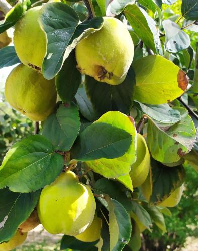 Φωτογραφία από το άλμπουμ του DAGO Farmhouse στη Σιένα
