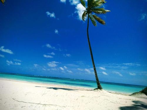 a palm tree on a beach with the ocean at Cap Cana Cap Blue in Punta Cana