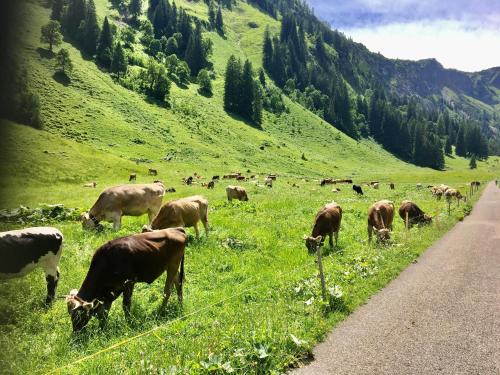a herd of cows grazing in a field next to a road at 2 Raum Gästezimmer Prokop in Rettenberg