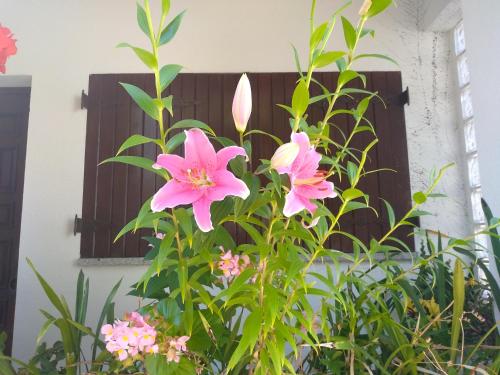 a plant with pink flowers in front of a building at Casa da Piedade, Vouzela in Vouzela